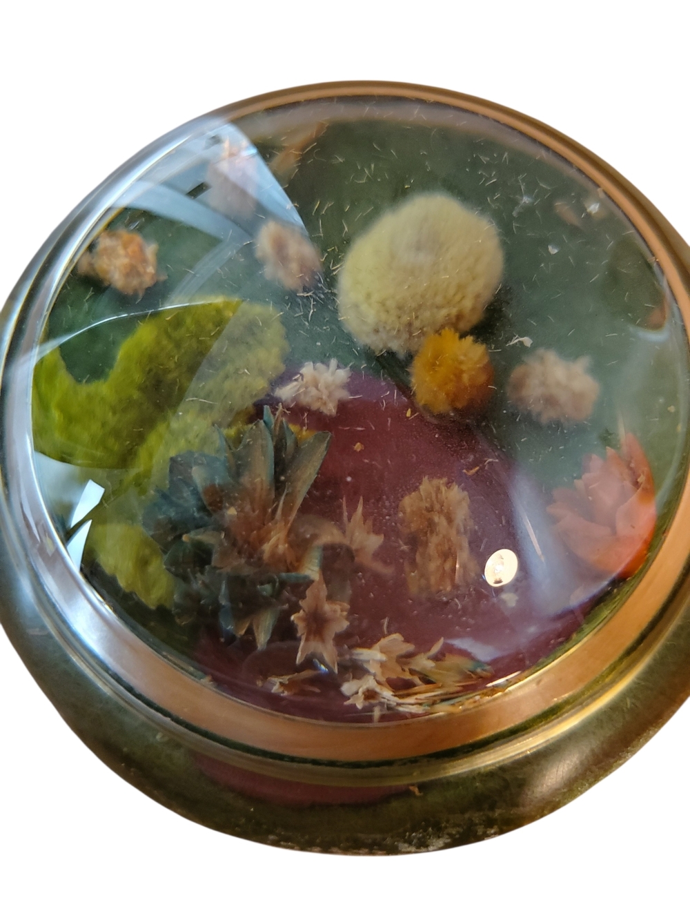 Vtg. Dried Flowers Glass Paperweight, Round Dome, Nature Flora Art